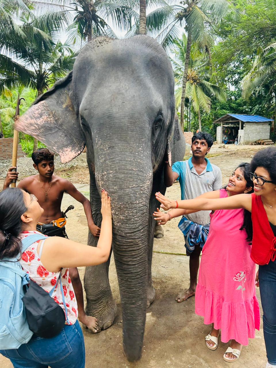 Pinnawala Elephant Watching